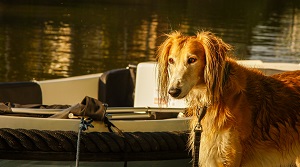 Preventing Your Pup from Shredding Chase Dog Toys: Tips and Tricks